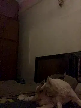 Kajal-Shemale69 online show from December 2025 11:26:02 AM