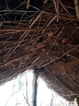 Snapshot of Janvi_Jaitly chatting on December 2025 01:25:01 AM Janvi Jaitly online show from December 2025 01:25:01 AM