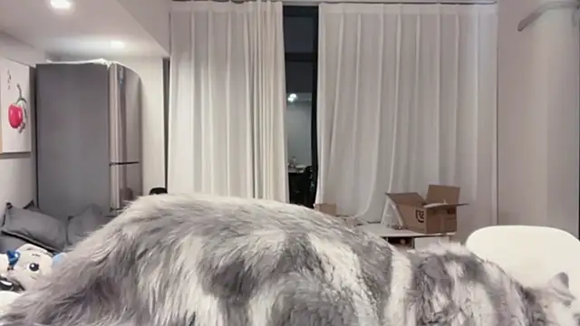 ZhaoZhao-ZM online show from October 2025 02:15:01 PM