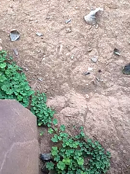 Ag punam online show from February 2026 02:15:02 AM