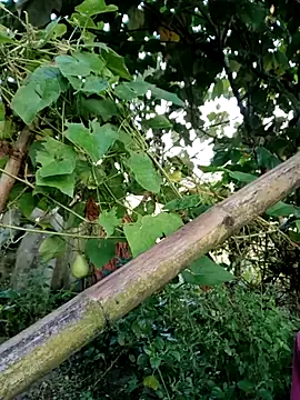 kemtuoi-sex online show from October 2025 11:58:02 PM