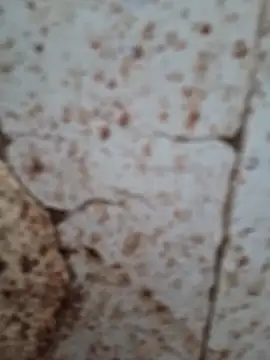 goodzx2 online show from September 2025 12:50:01 PM