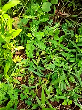 telugumodda4396 online show from September 2025 07:10:02 AM