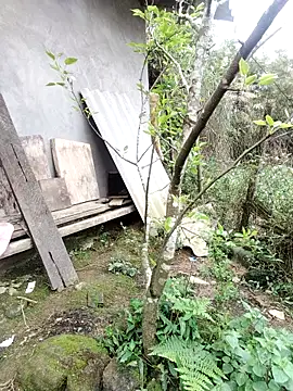 zhen-zo online show from March 2026 01:20:01 AM