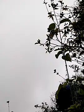 sumaybae online show from November 2025 03:17:01 AM