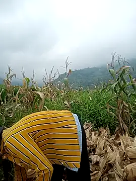 nat-tri online show from July 2026 03:31:02 AM
