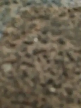 Snapshot of Orlao25cm chatting on November 2025 02:45:02 AM Orlao25cm online show from November 2025 02:45:02 AM