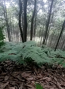 thuy-kieu online show from January 2026 01:52:01 AM