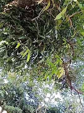 Avejkhan1630 online show from December 2025 04:29:01 AM