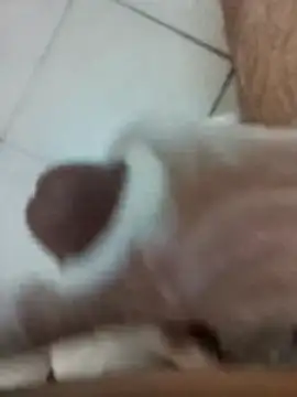 Snapshot of Amoooooun chatting on December 2025 09:04:01 AM Amoooooun online show from December 2025 09:04:01 AM