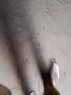 Snapshot of Nick_universal chatting on February 2026 01:06:01 AM Nick universal online show from February 2026 01:06:01 AM