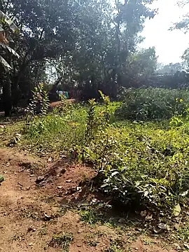 janbi sexe online show from January 2026 05:46:02 AM