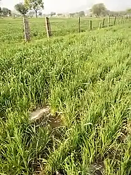 Snapshot of hornycouple20000 chatting on January 2026 05:10:02 AM hornycouple20000 online show from January 2026 05:10:02 AM