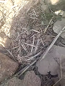 Snapshot of Cute_Boy_4 chatting on February 2026 07:37:02 AM Cute Boy 4 online show from February 2026 07:37:02 AM