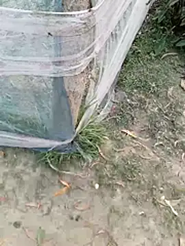 Snapshot of Tanla_akter chatting on March 2026 11:38:02 AM Tanla akter online show from March 2026 11:38:02 AM