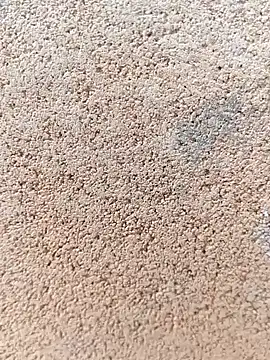 darwinmodell online show from April 2026 01:24:01 PM