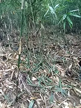 kalara kail online show from March 2026 01:55:02 AM