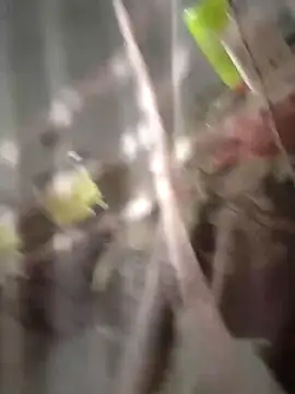 chutki deewana online show from March 2026 12:59:01 AM