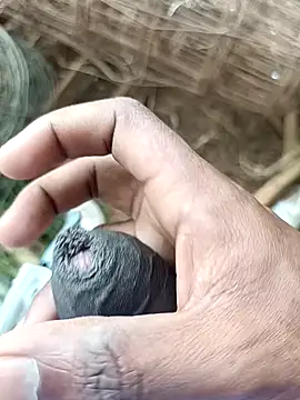 sanju 5418 online show from April 2026 07:09:01 AM