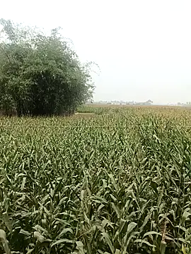 hot honey 66 online show from April 2026 05:55:02 AM