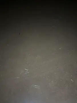 yingzi003 online show from April 2026 12:39:01 PM