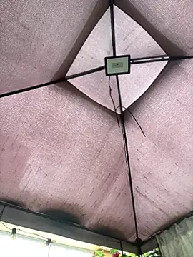 ZoeBennett Pink online show from April 2026 09:39:33 PM