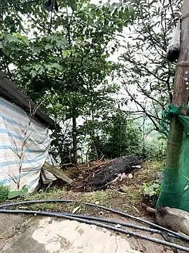 Rosa-x online show from April 2026 09:19:01 AM