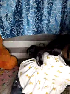 Snapshot of pinki-rani1 chatting on July 2026 05:17:02 PM pinki-rani1 online show from July 2026 05:17:02 PM