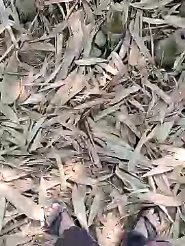 ThethunderPo online show from February 2025 05:24:02 AM