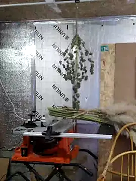 IronedTitan online show from December 2024 02:26:01 AM