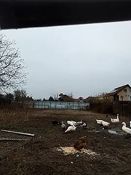 sarpe4 online show from November 2025 06:13:01 AM