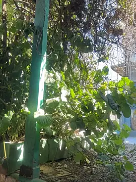 sofy alone online show from September 2025 02:49:02 PM