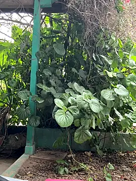 sofy alone online show from October 2025 05:26:02 PM