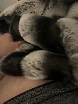 Furdale online show from December 2024 04:20:01 PM