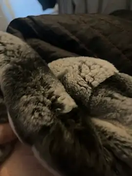 Furdale online show from January 2025 12:35:02 PM