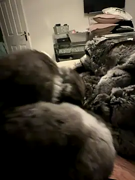 Furdale online show from November 2025 04:40:02 PM