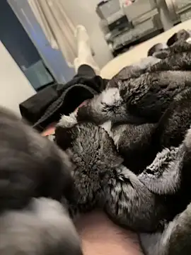 Furdale online show from February 2026 05:23:02 PM