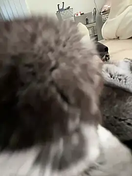 Furdale online show from March 2026 03:29:02 PM