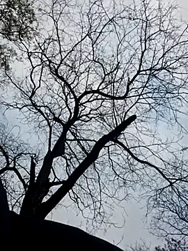 Keli Jessi online show from November 2025 01:33:02 PM