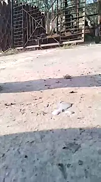 Snapshot of Pitercom chatting on March 2025 07:12:02 AM Pitercom online show from March 2025 07:12:02 AM