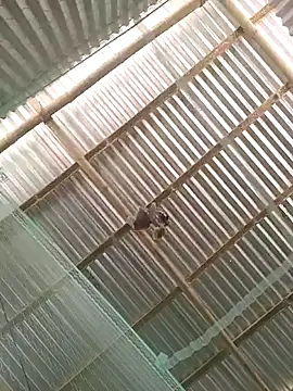 Gautambaro online show from February 2026 07:37:02 AM