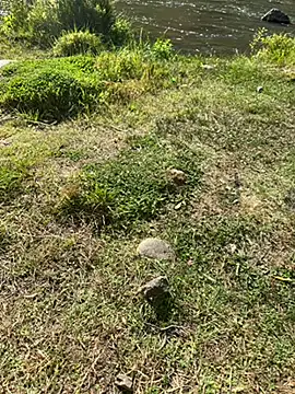 Snapshot of MAHKE12 chatting on September 2025 11:15:02 AM MAHKE12 online show from September 2025 11:15:02 AM