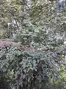 Snapshot of Rinku5553 chatting on October 2025 02:13:01 AM Rinku5553 online show from October 2025 02:13:01 AM