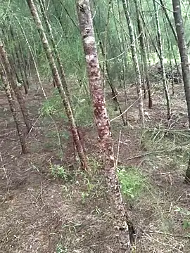 Snapshot of Gopal1243 chatting on October 2025 04:46:02 AM Gopal1243 online show from October 2025 04:46:02 AM