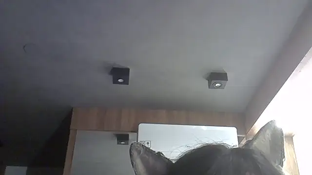 Skinny-Kitten online show from February 2026 12:04:02 AM